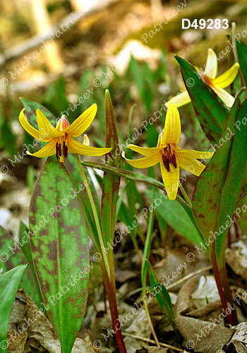 Yellow Trout Lily (Erythronium americanum)